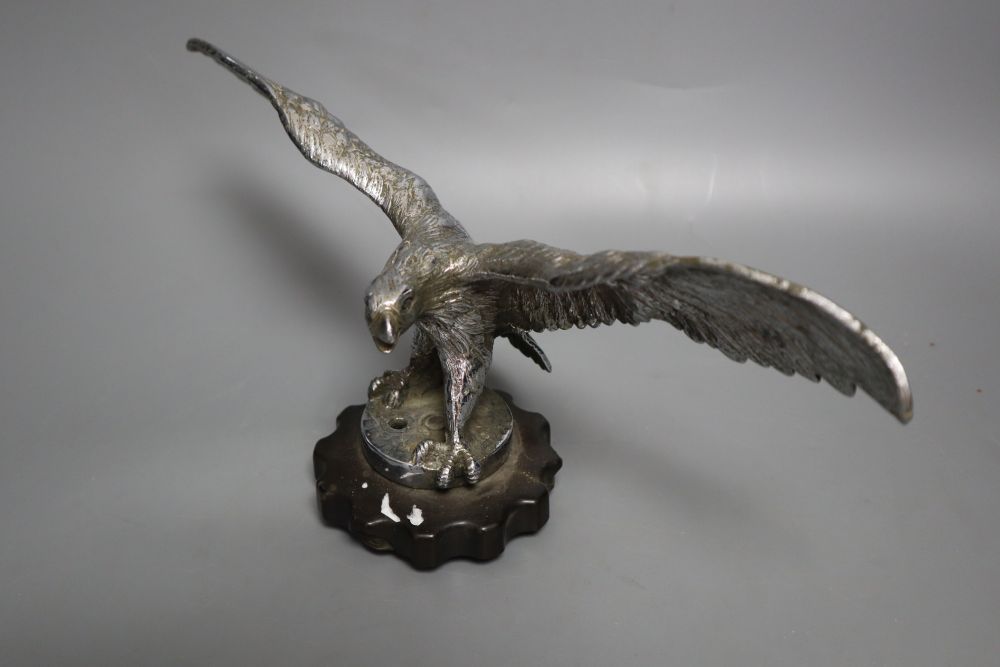 An early 20th century chromium car mascot of an eagle with outstretched wings, wing span 33cm